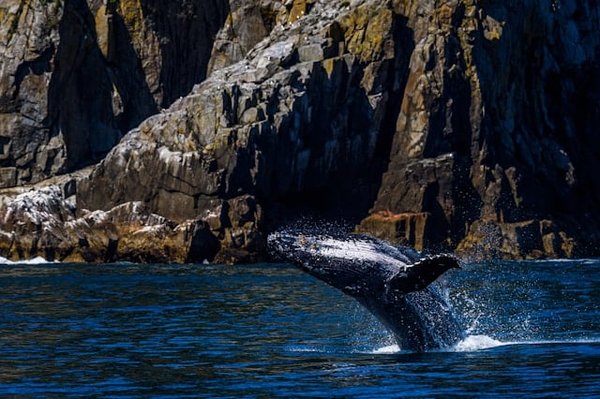 Comment préparer une expédition pour observer les baleines dans la péninsule de Valdés, Argentine ?